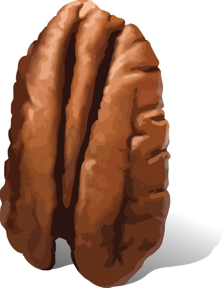 illustration of pecan nut vector