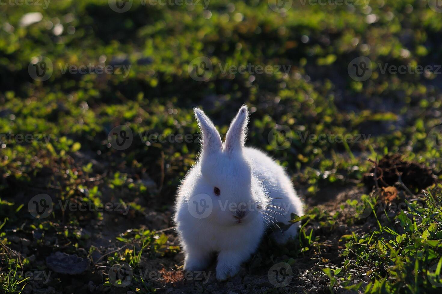 A white rabbit is standing in a grassy field photo