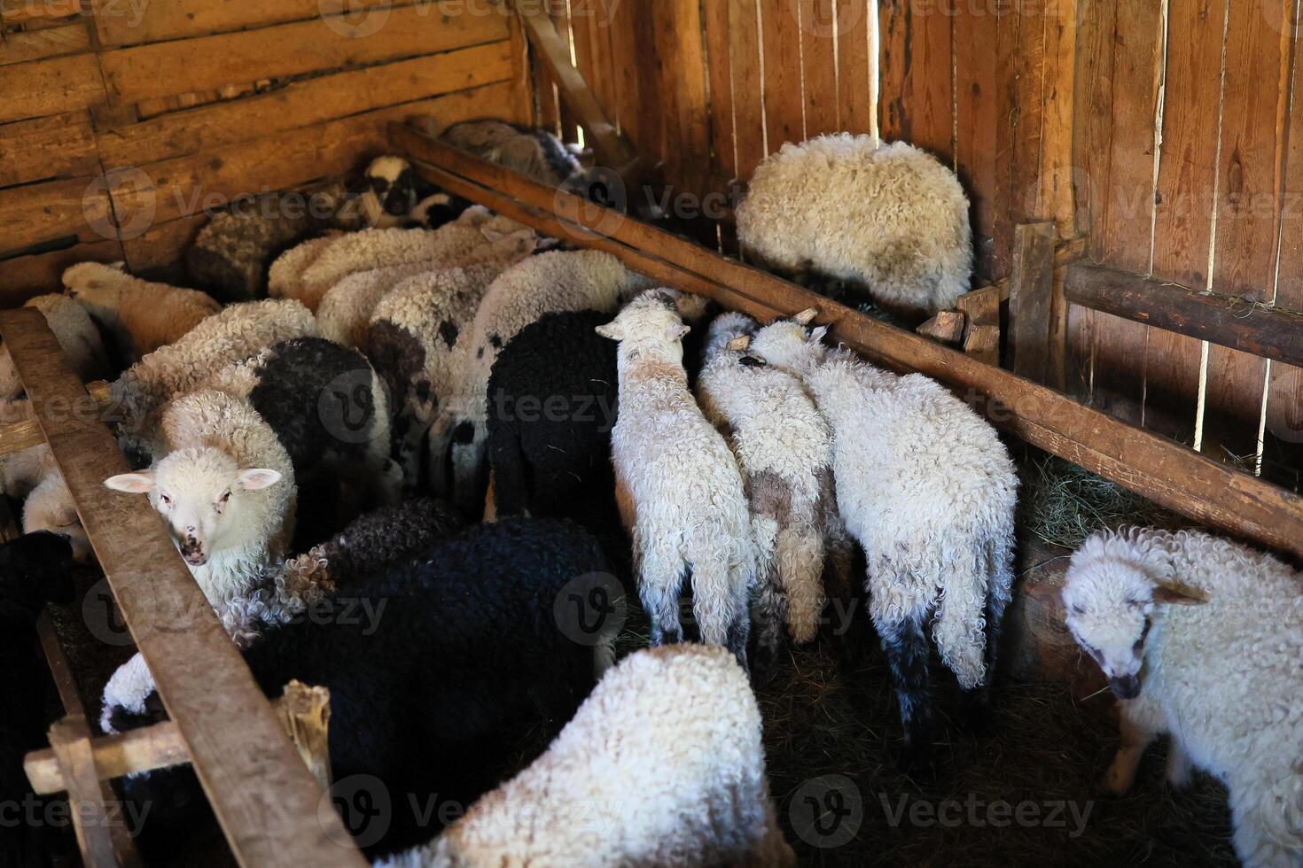 A group of sheep are in a pen, some are black and white, and some are white photo