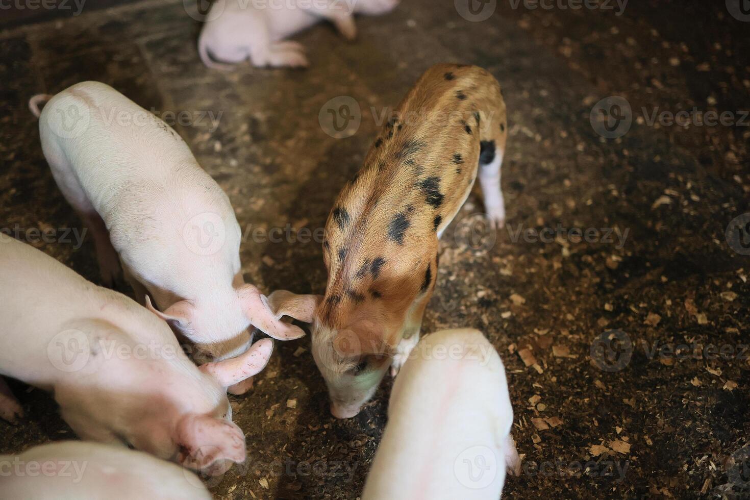 A group of pigs are eating and one of them has a black spot on its head photo