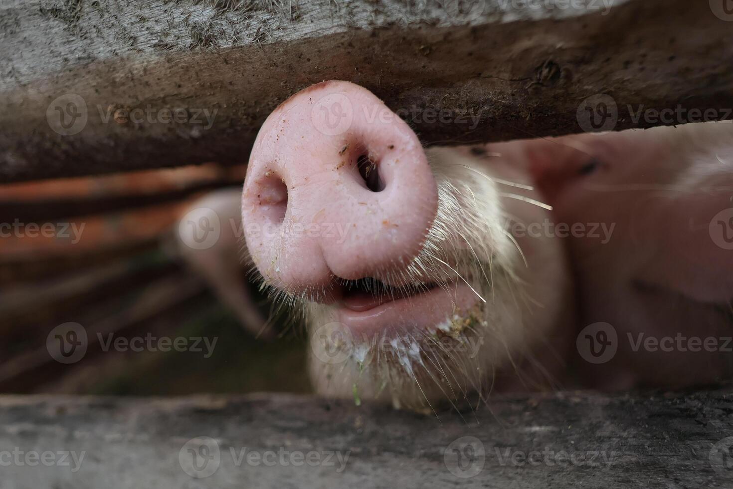 A pig with a dirty nose is looking at the camera photo