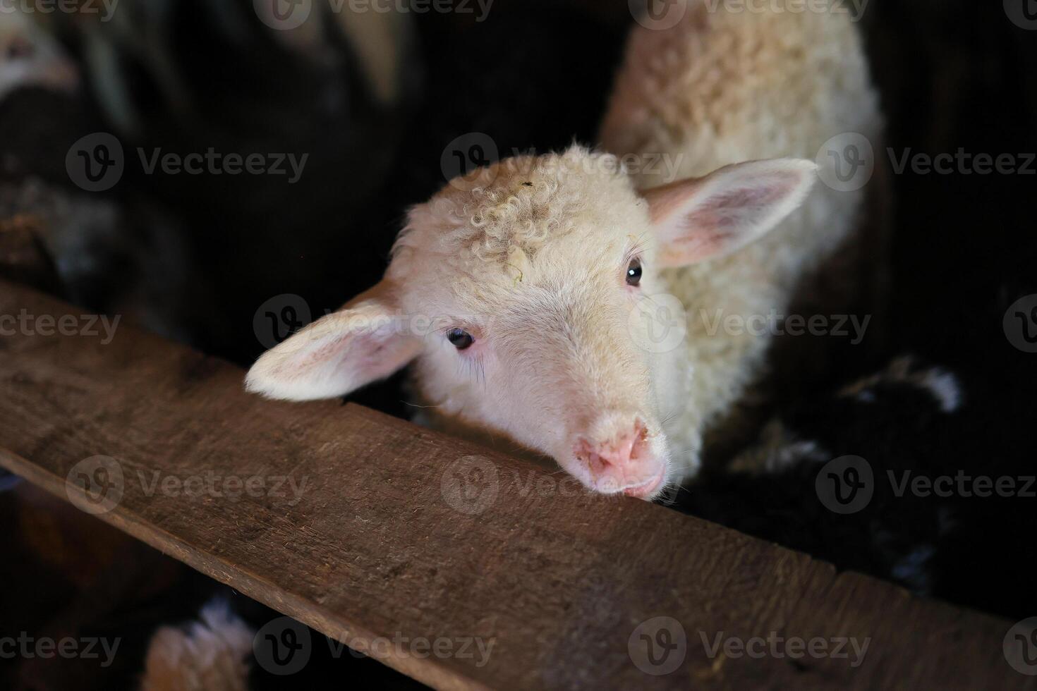 A baby lamb is looking at the camera photo