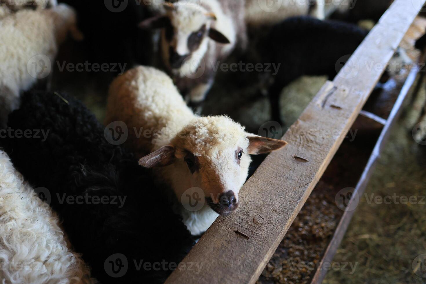 A group of sheep are in a pen, with one of them looking at the camera photo