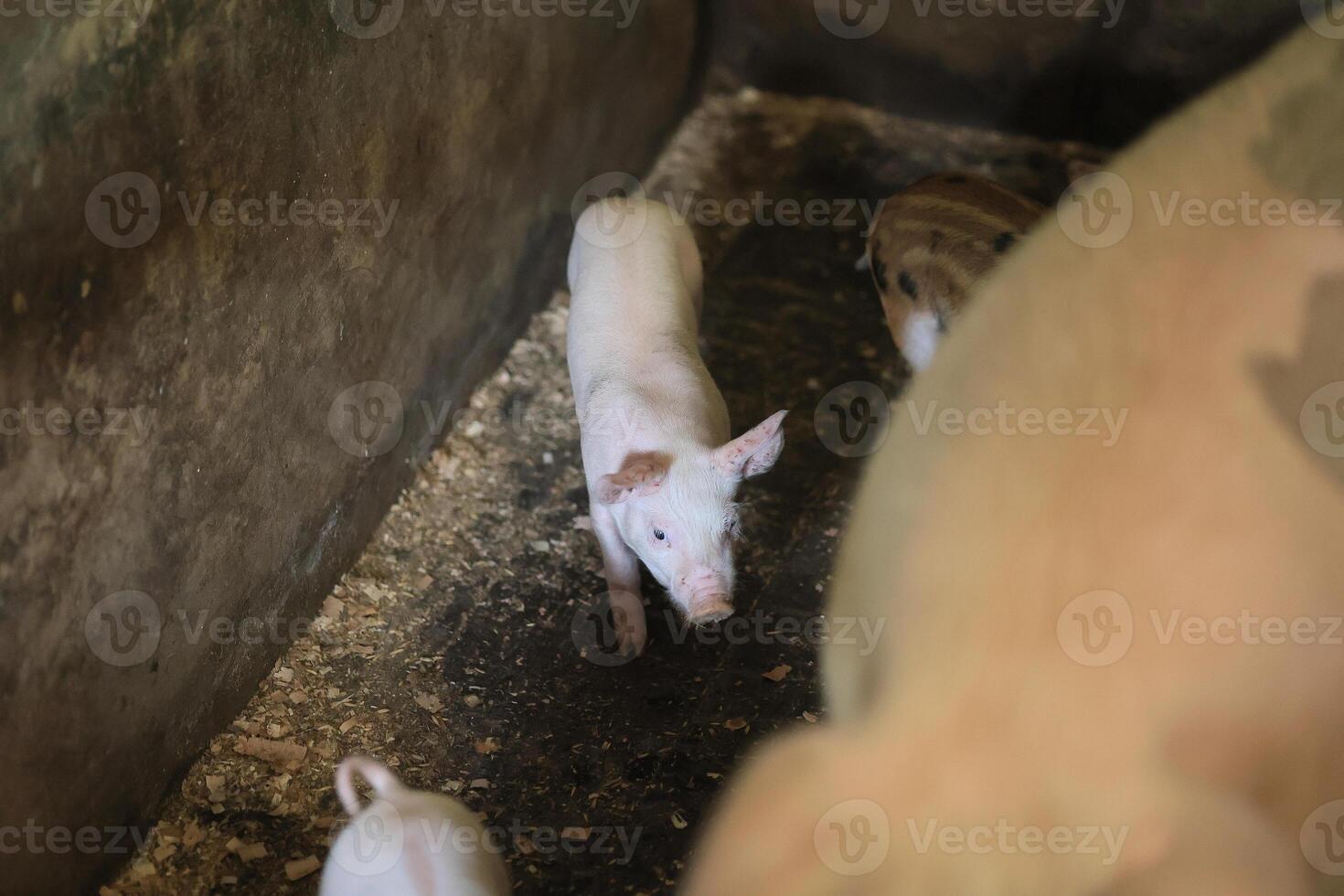 A group of pigs are in a pen, with one of them being a baby photo