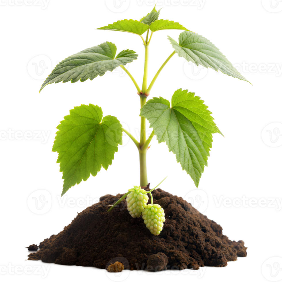 A small plant is growing in the dirt png