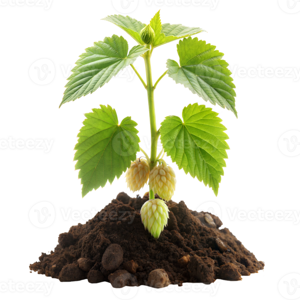 A plant with green leaves and white flowers is growing in the dirt png