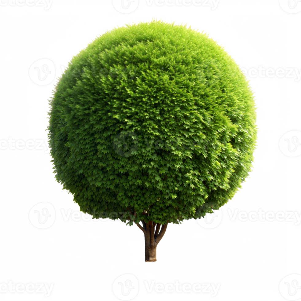 A round, green tree with a brown trunk isolated on a transparent background png