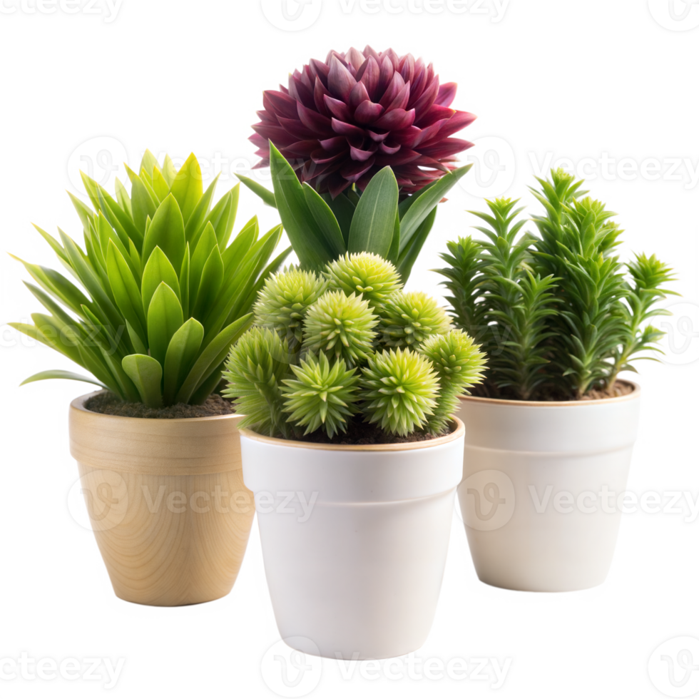 Three potted plants, two green and one with a red flower, are shown in the image. They are positioned in a triangular formation and set against a transparent background png