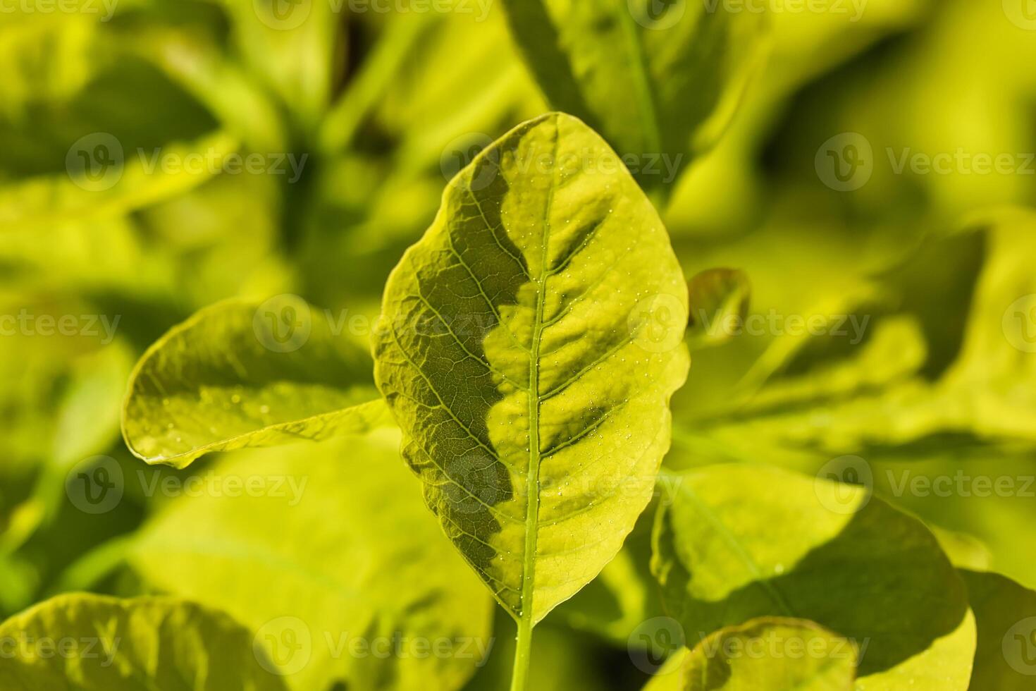 Close-up of a fresh green leaf in sunlight photo