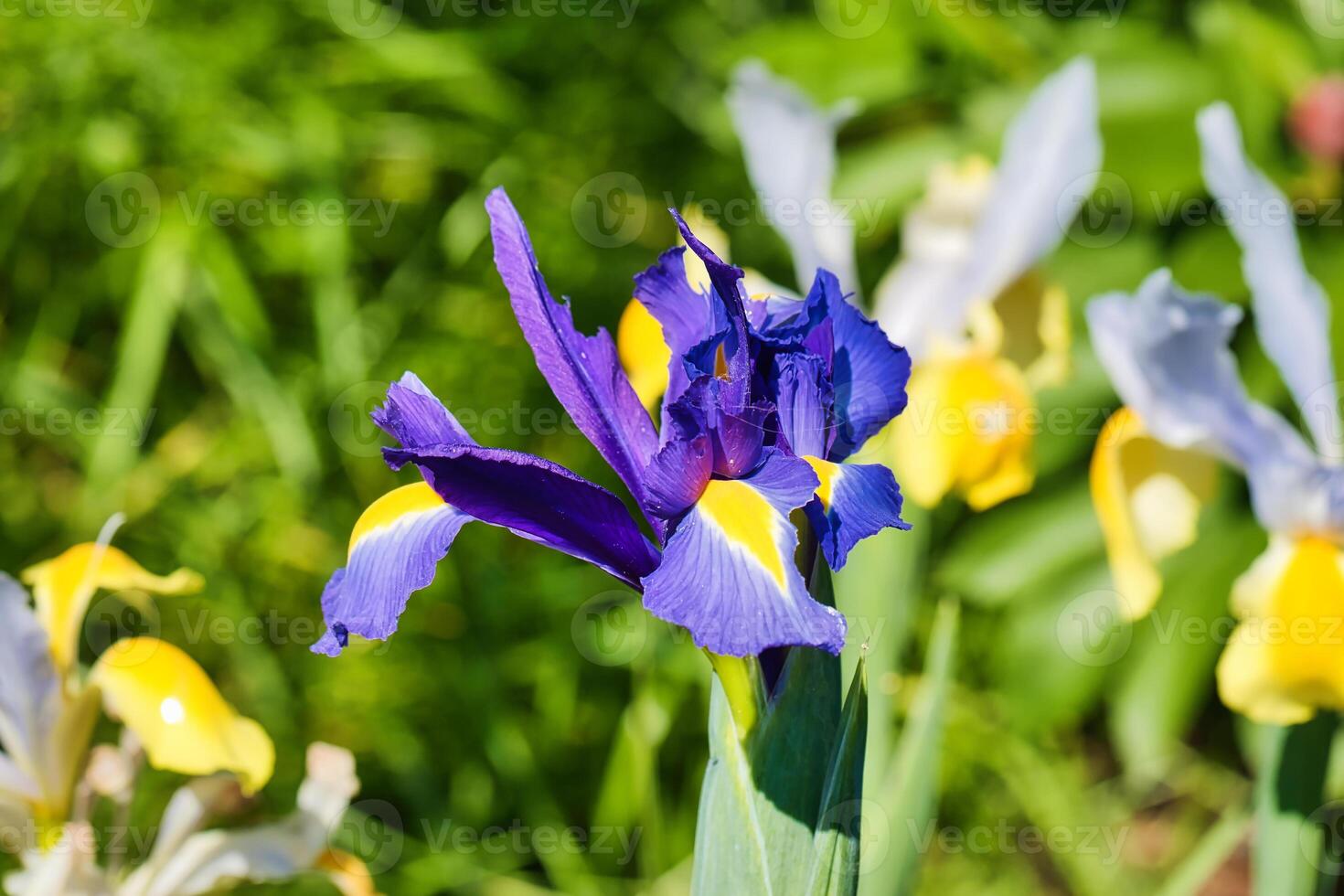 Purple Iris Flower in a Garden photo