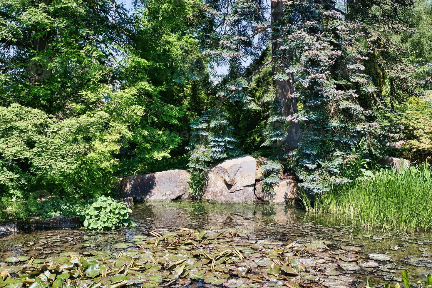 Serene Pond with Lush Greenery and Lily Pads photo
