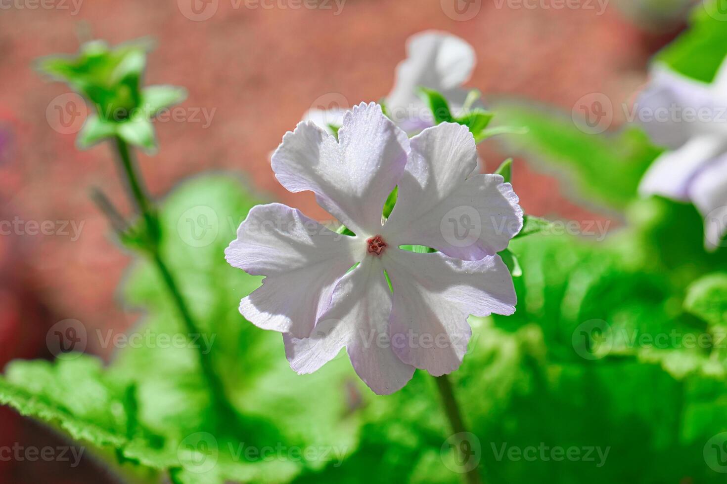 White flower in garden close-up photo