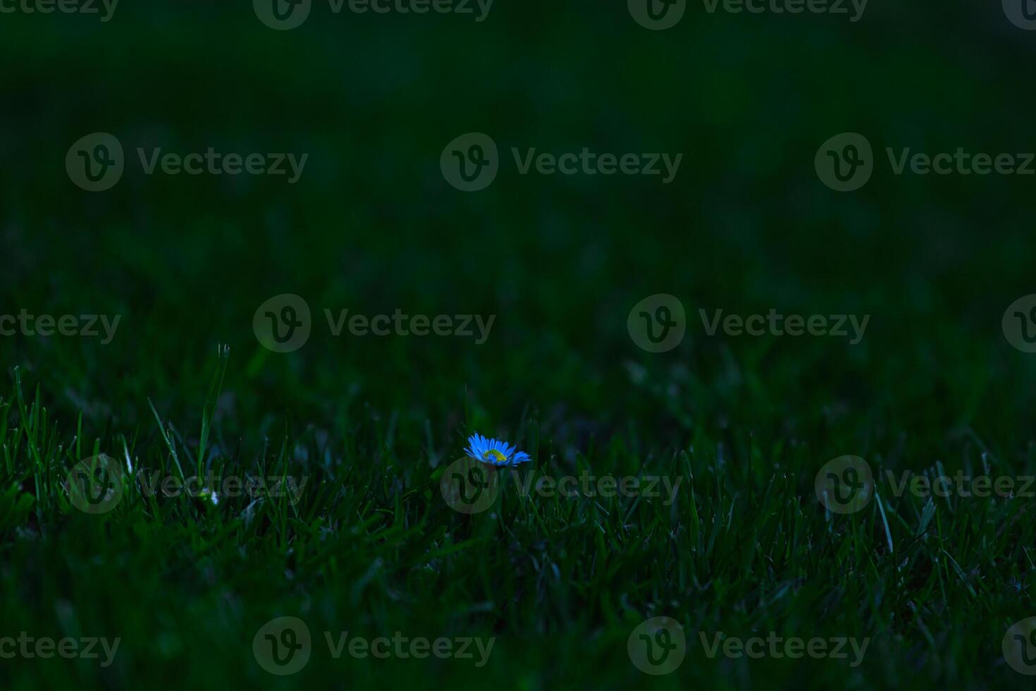 Blue Flower in Dark Grassy Field photo