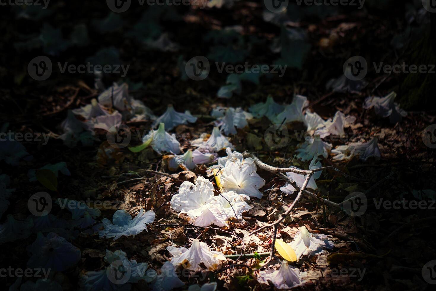 White Flowers on Forest Floor photo