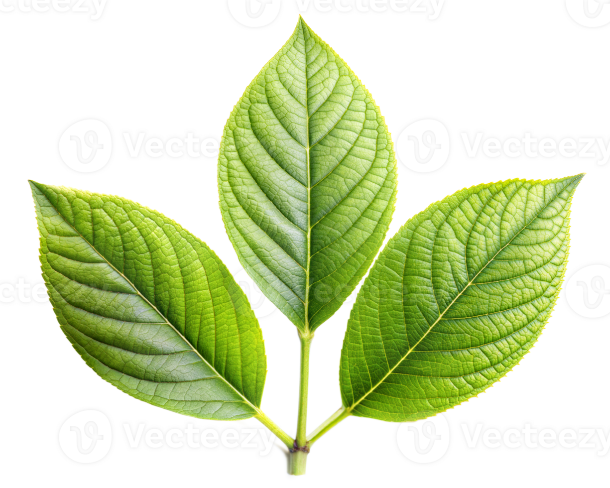 Three green leaves on a branch, isolated on a transparent background png