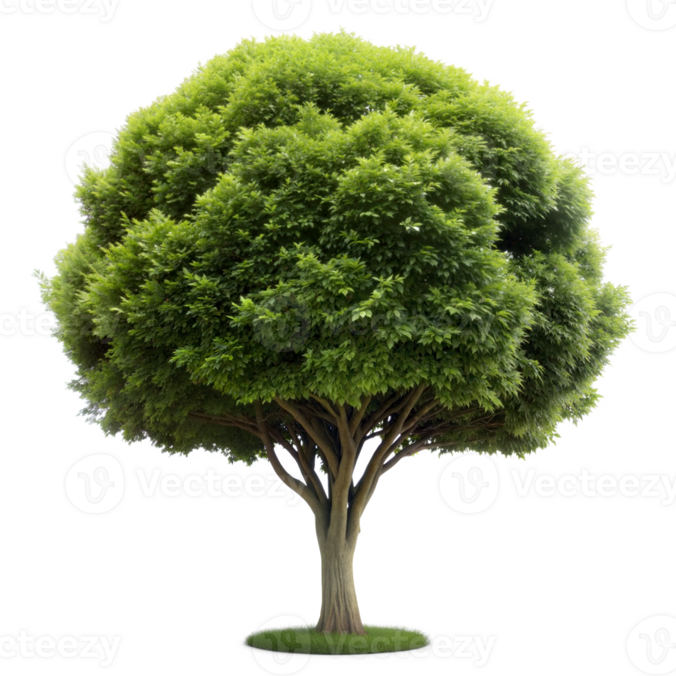 A vibrant green tree with a thick canopy, isolated on a transparent background. Perfect for adding a touch of nature to your design projects png