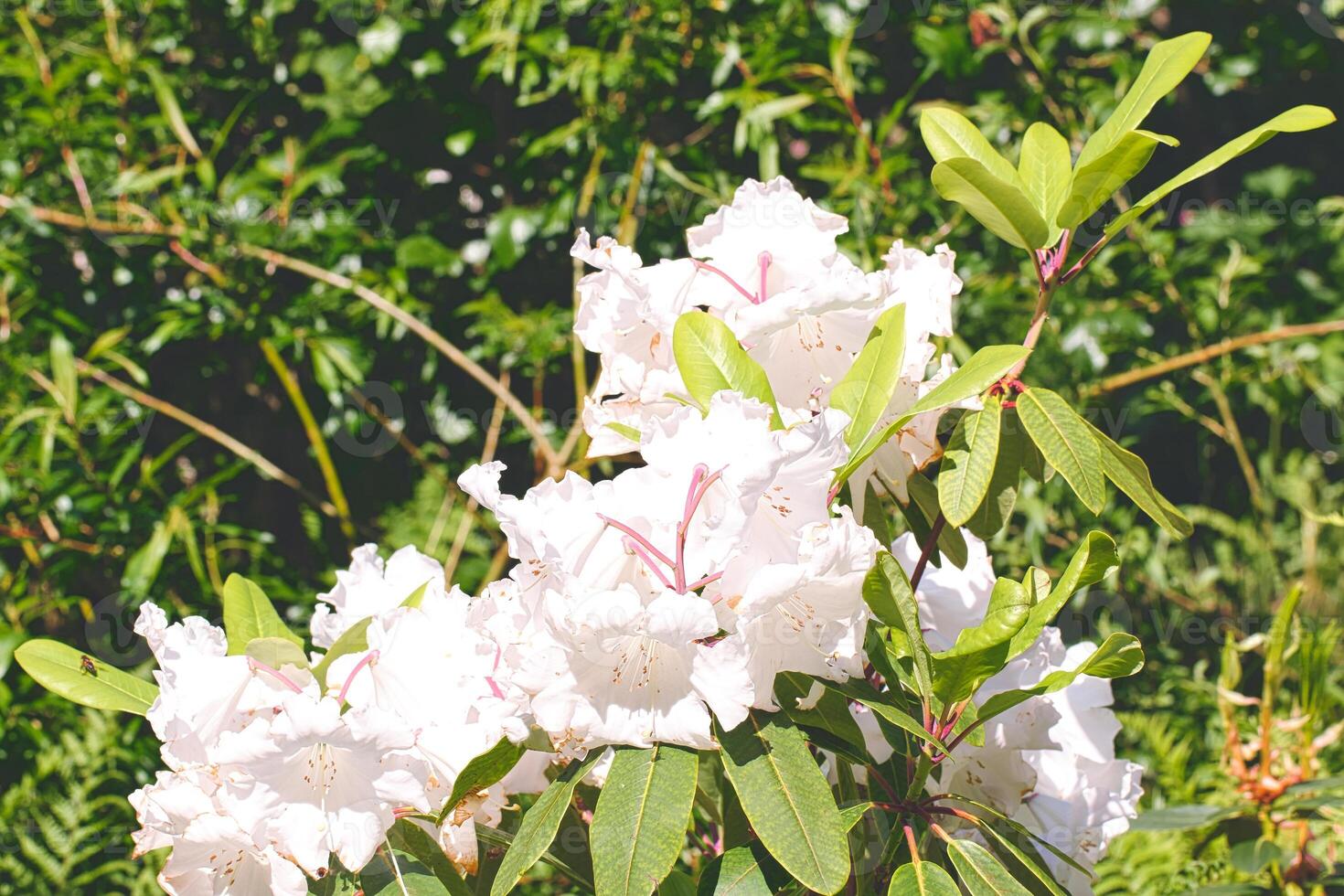 White rhododendron flowers in a garden photo