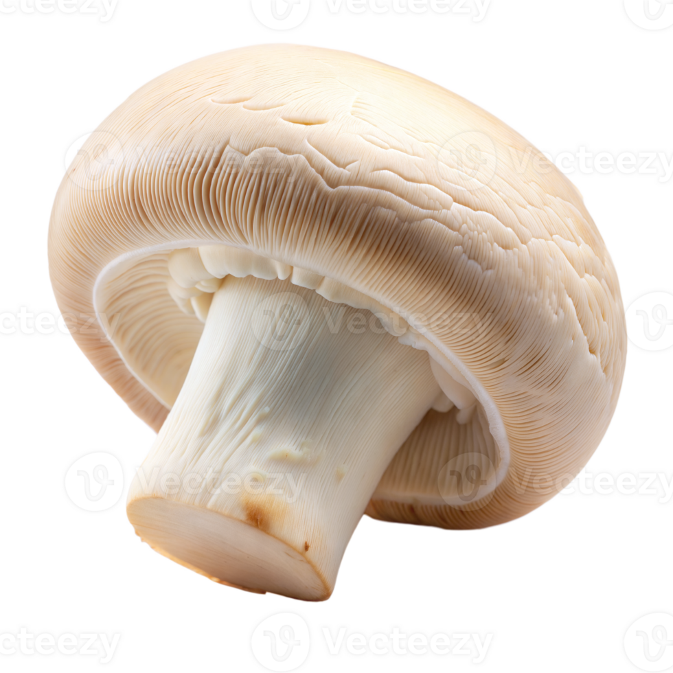 A single white button mushroom is isolated on a transparent background png