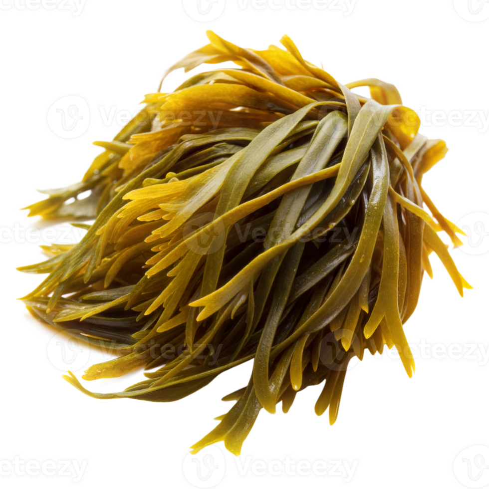A close-up photo of fresh, green seaweed harvested from the ocean png