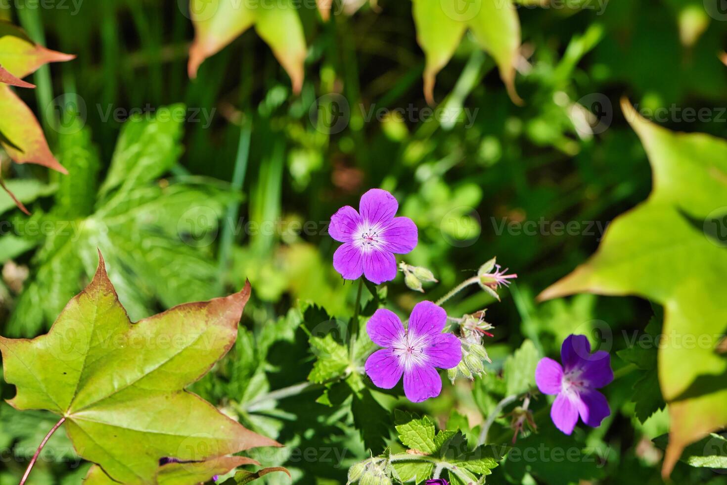 Purple Flowers in Garden photo
