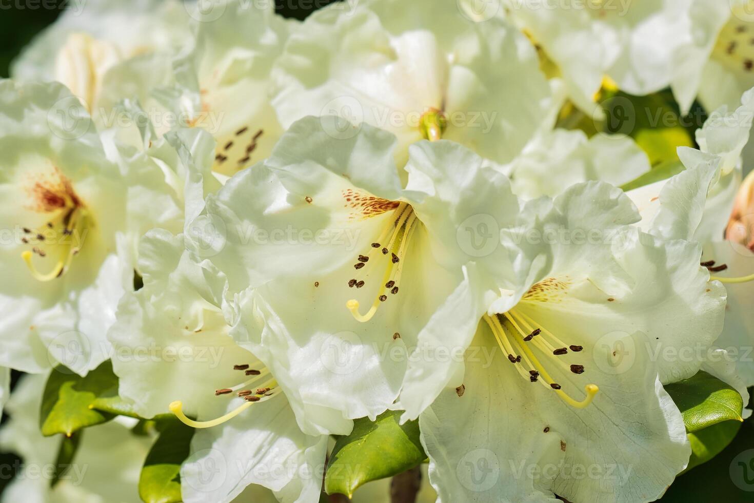 White rhododendron flowers in full bloom photo