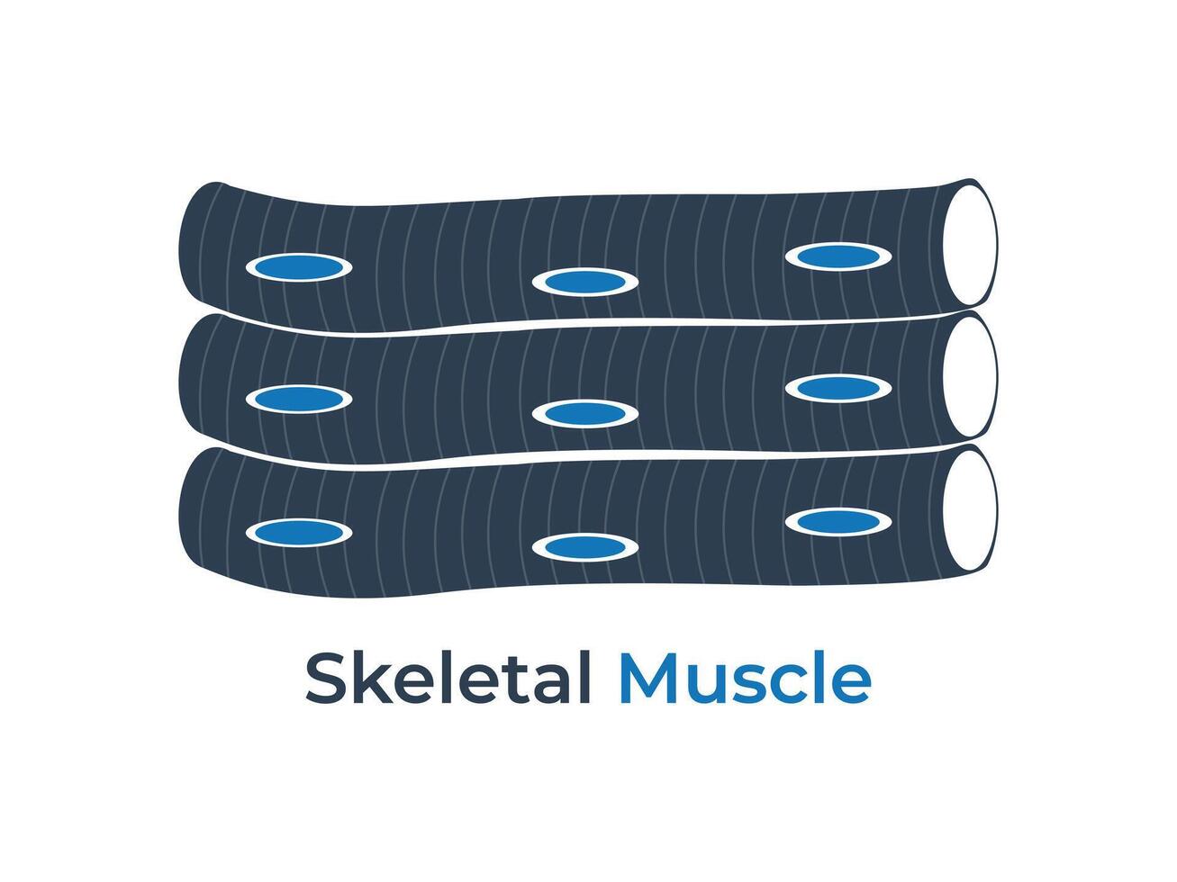 Skeletal Muscle Tissue flat icon illustration. Medical icon vector