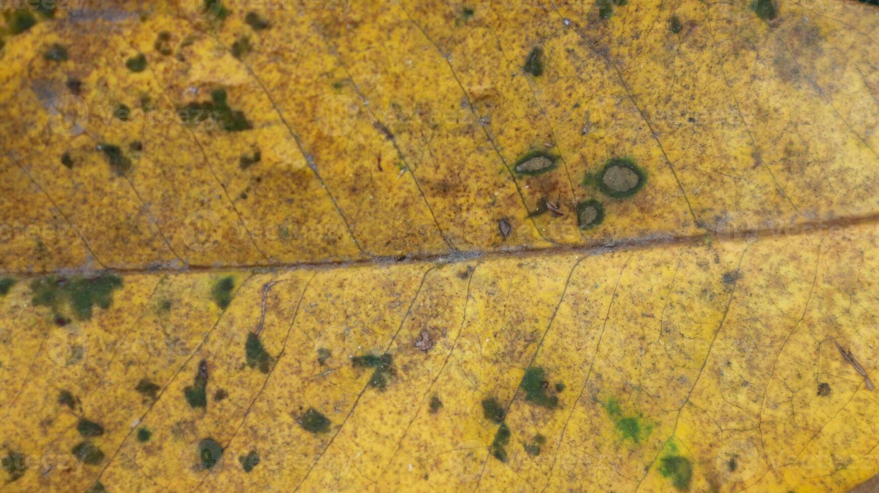 background texture yellow leaf fiber for creative banner design or greeting card photo
