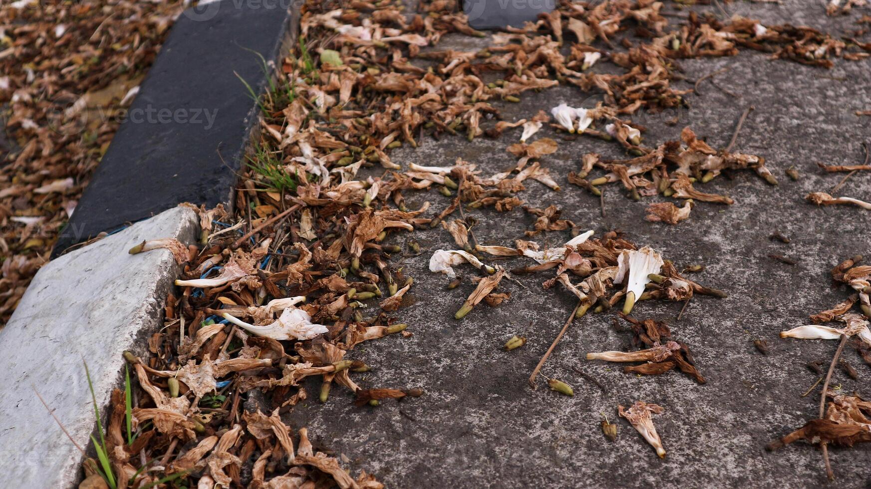 background of fallen leaves on the asphalt in the city photo