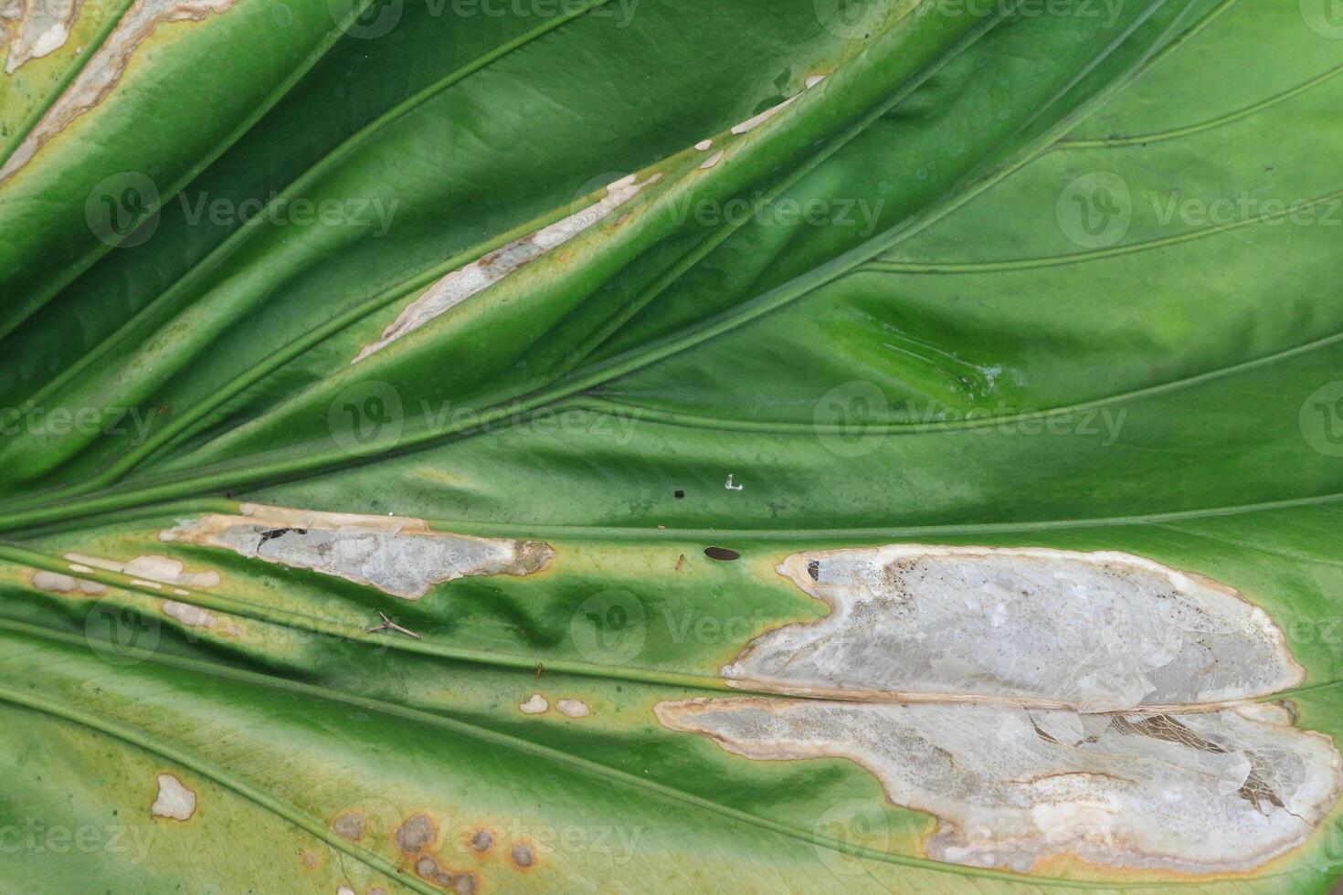 background texture green leaf structure macro photography photo