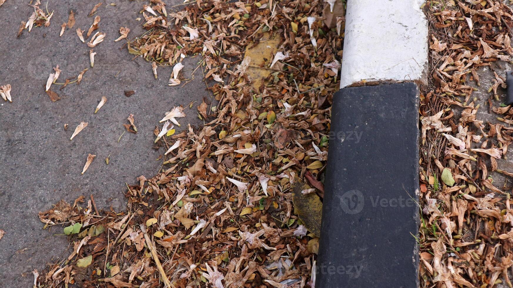 background of fallen leaves on the asphalt in the city photo