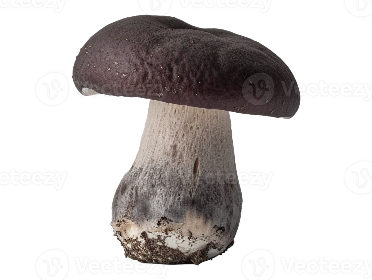 Isolated mushroom image png