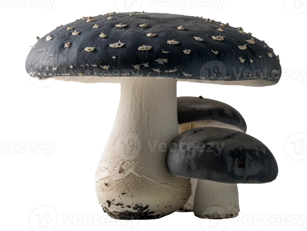 Isolated mushroom image png