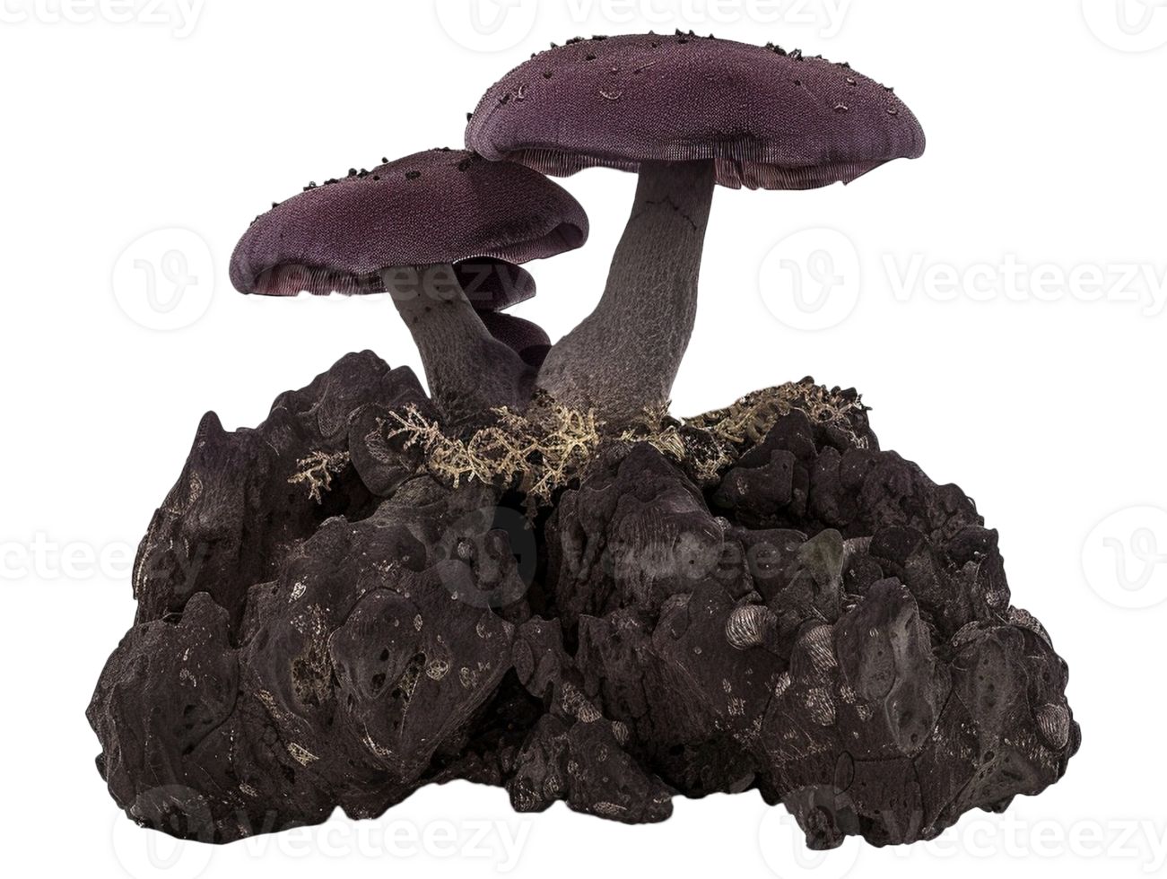 Isolated mushroom image png