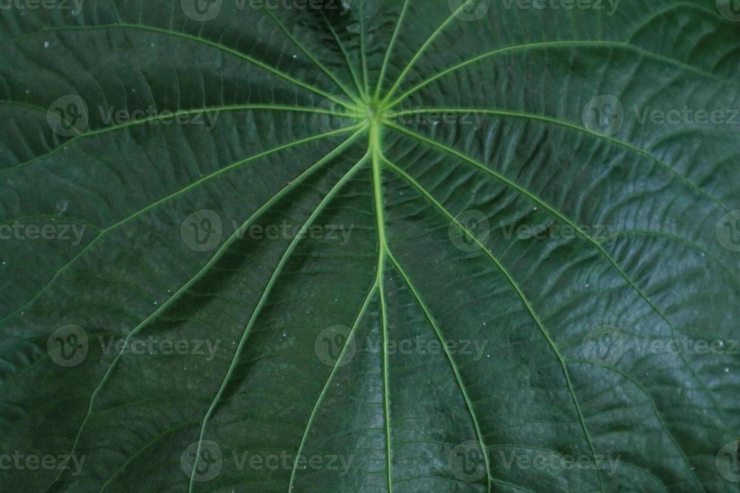 background texture green leaf structure macro photography photo