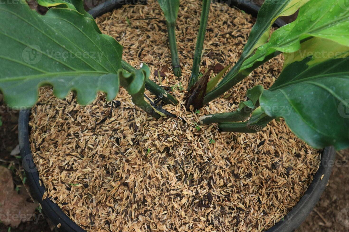 Top view of stem of anthurium plowmanii plant or gelombang cinta growing in pot. Nature background photo