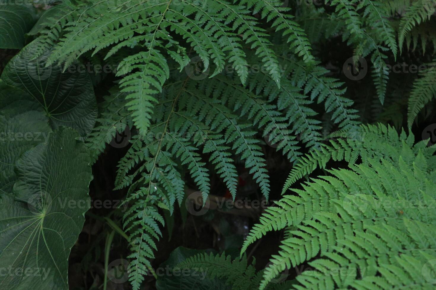 Beautiful fern leaves green foliage in the forest, Close up of beautiful growing ferns in the forest photo