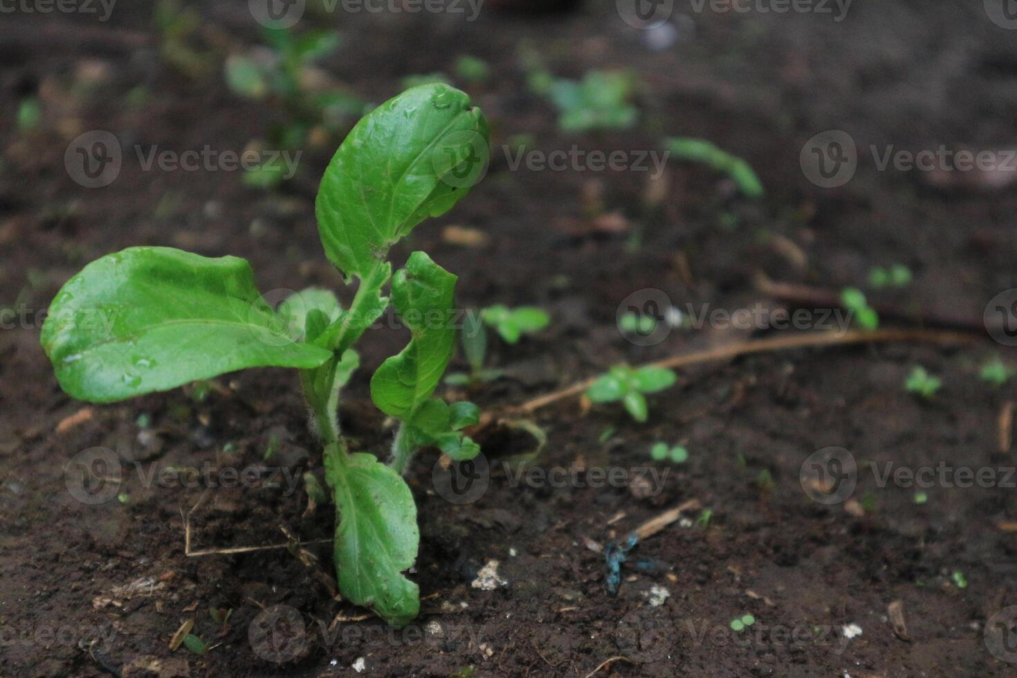 Beautiful green wild grass on the ground, macro. Nature and environment concept. photo