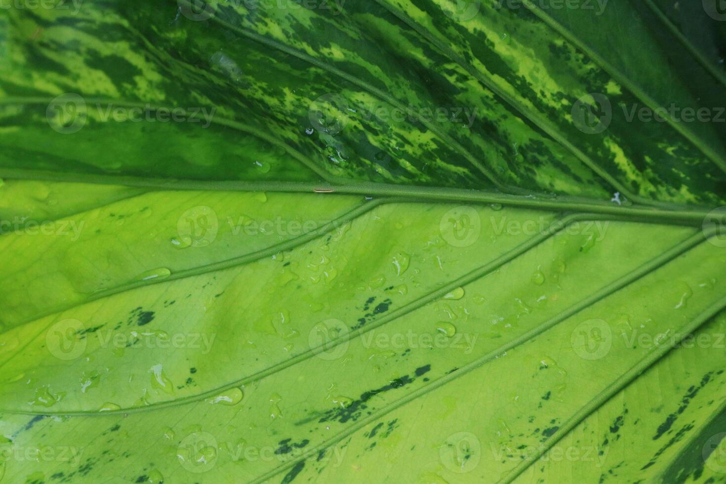 background texture green leaf structure macro photography photo