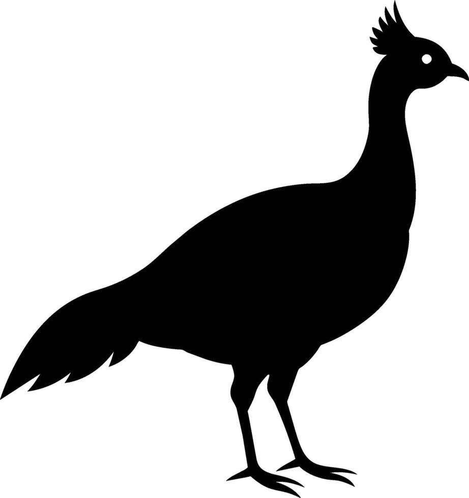 peacock isolated on white background vector