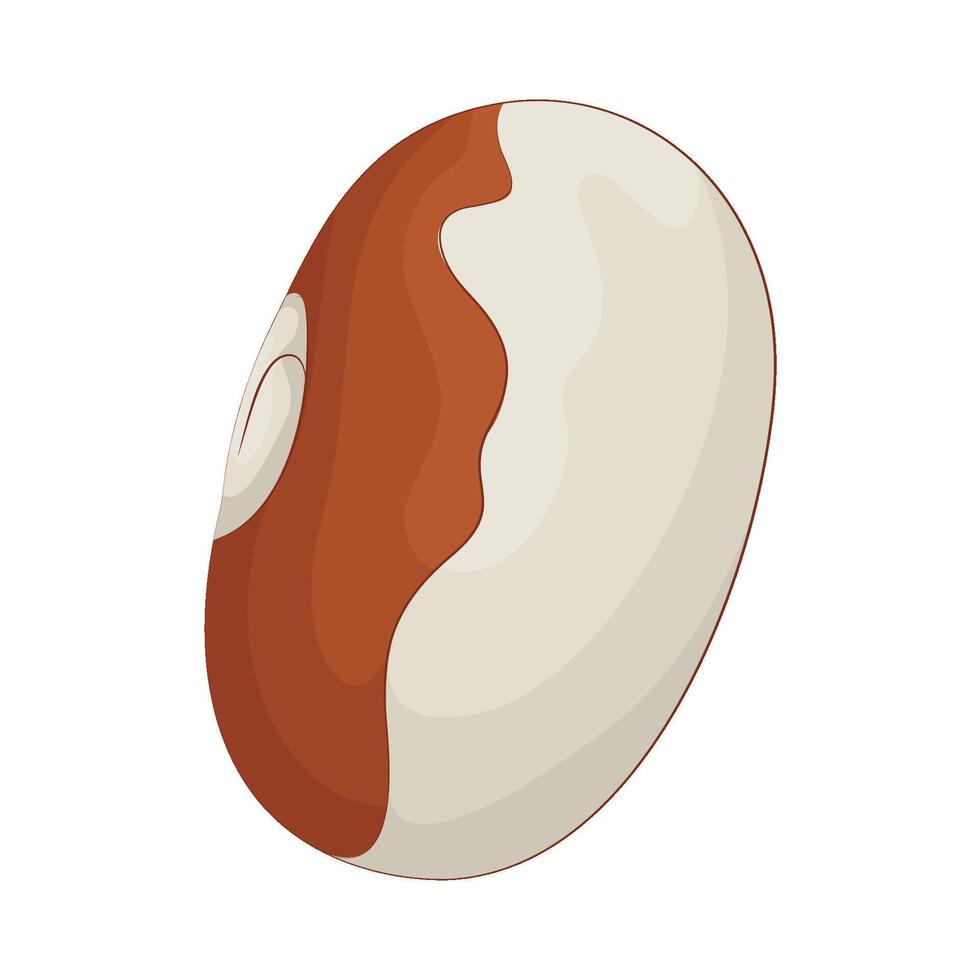 Illustration of brazil nuts vector