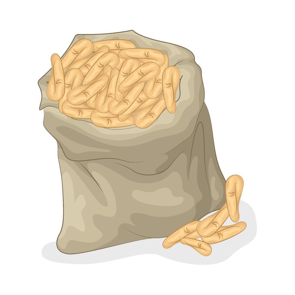 Illustration of cashew nut vector