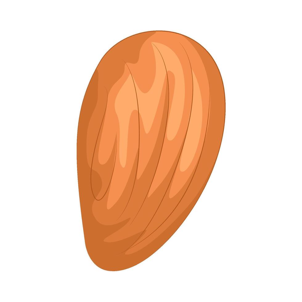 Illustration of almond vector