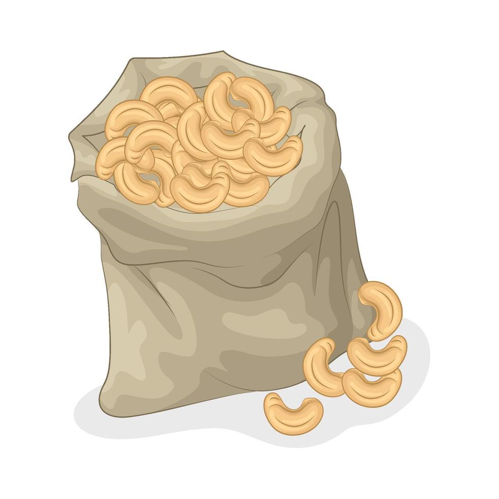 Illustration of cashew nut vector