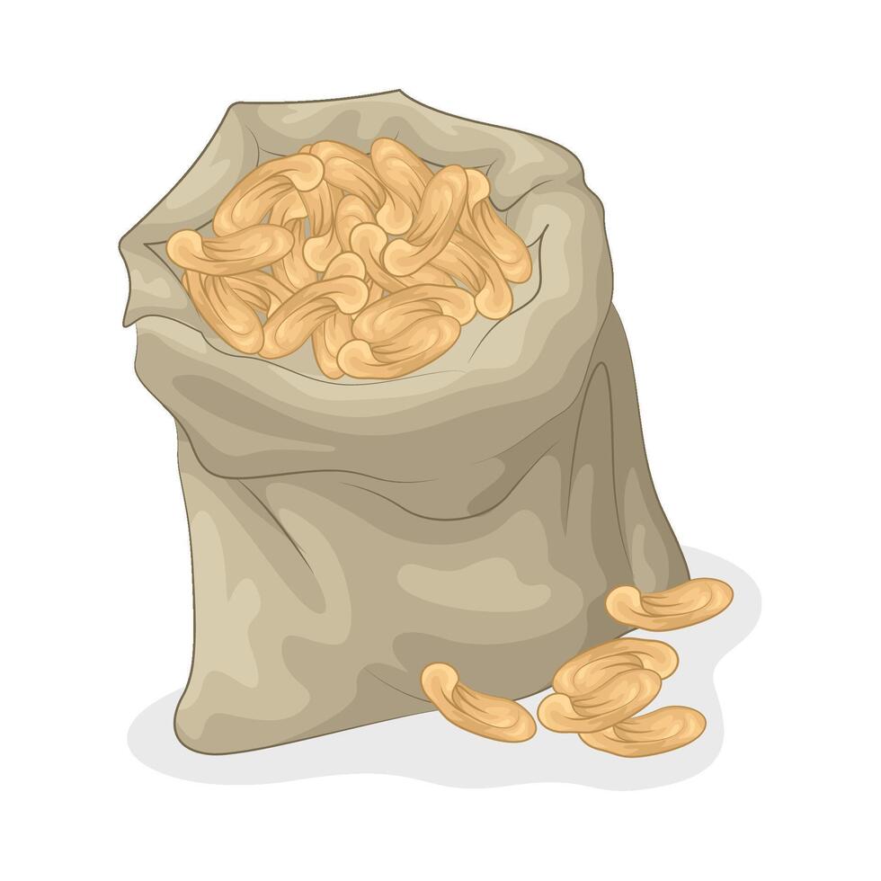 Illustration of cashew nut vector