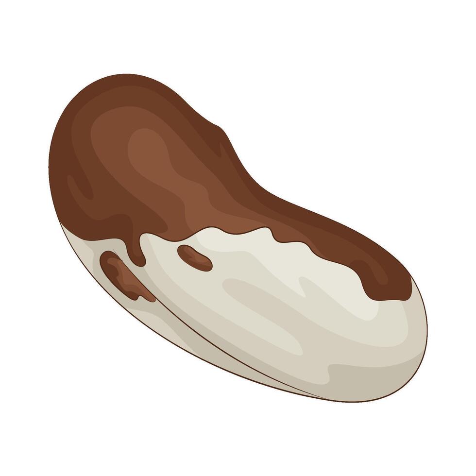 Illustration of brazil nuts vector
