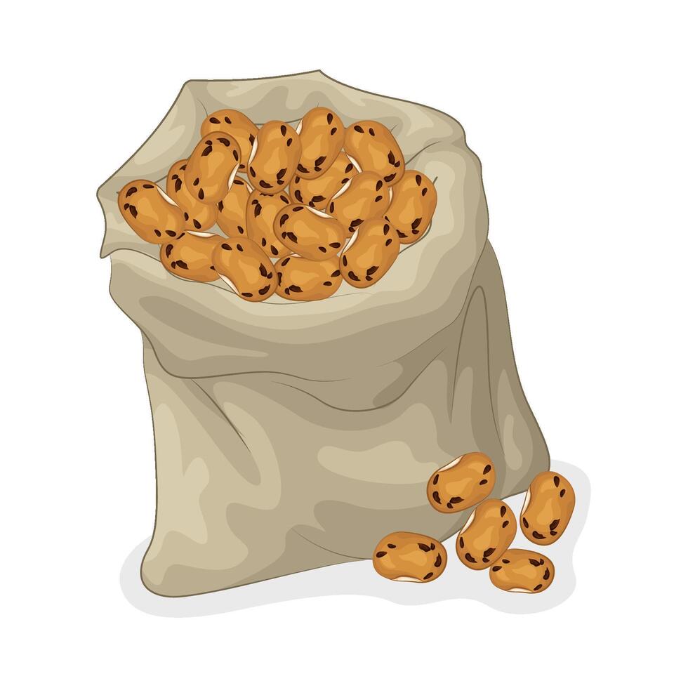 Illustration of brazil nuts vector