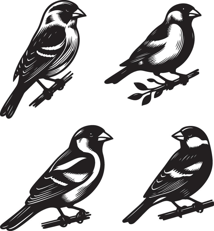 grosbeak bundle art Illustration vector