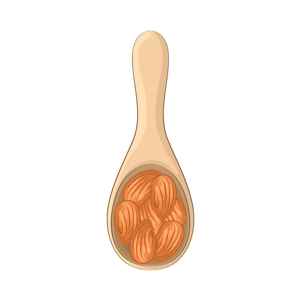 Illustration of almond vector
