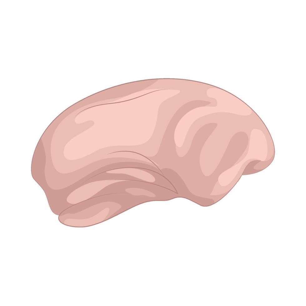 Illustration of cashew nut vector