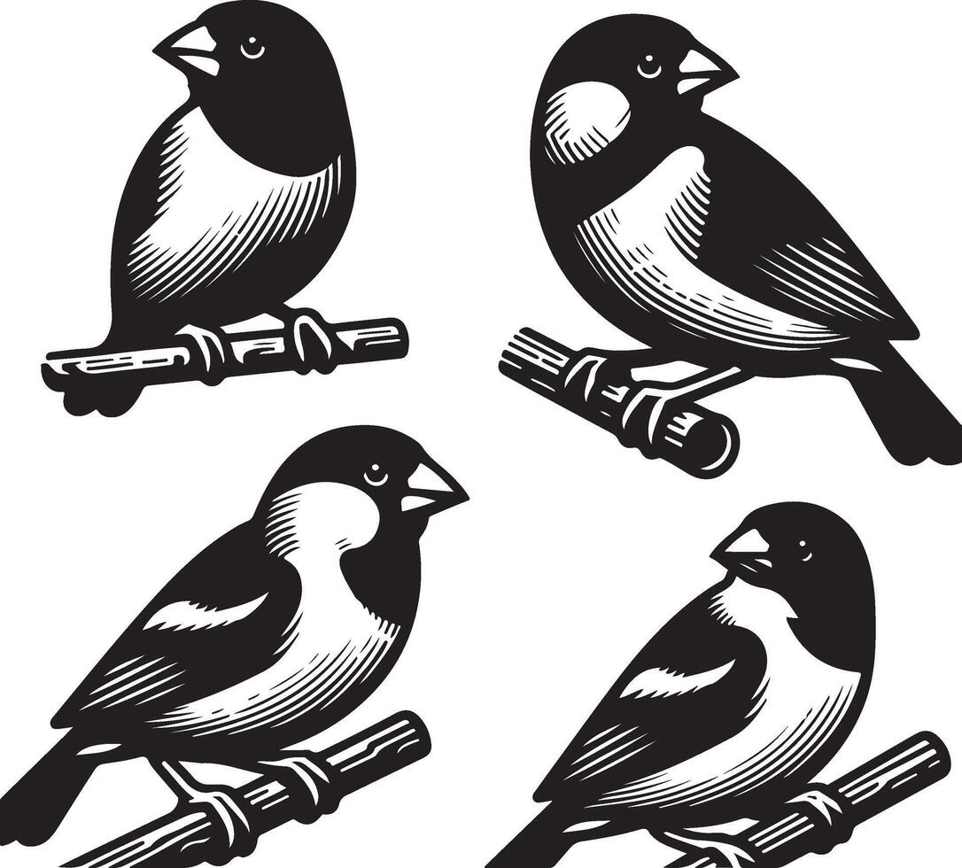 grosbeak bundle art Illustration vector